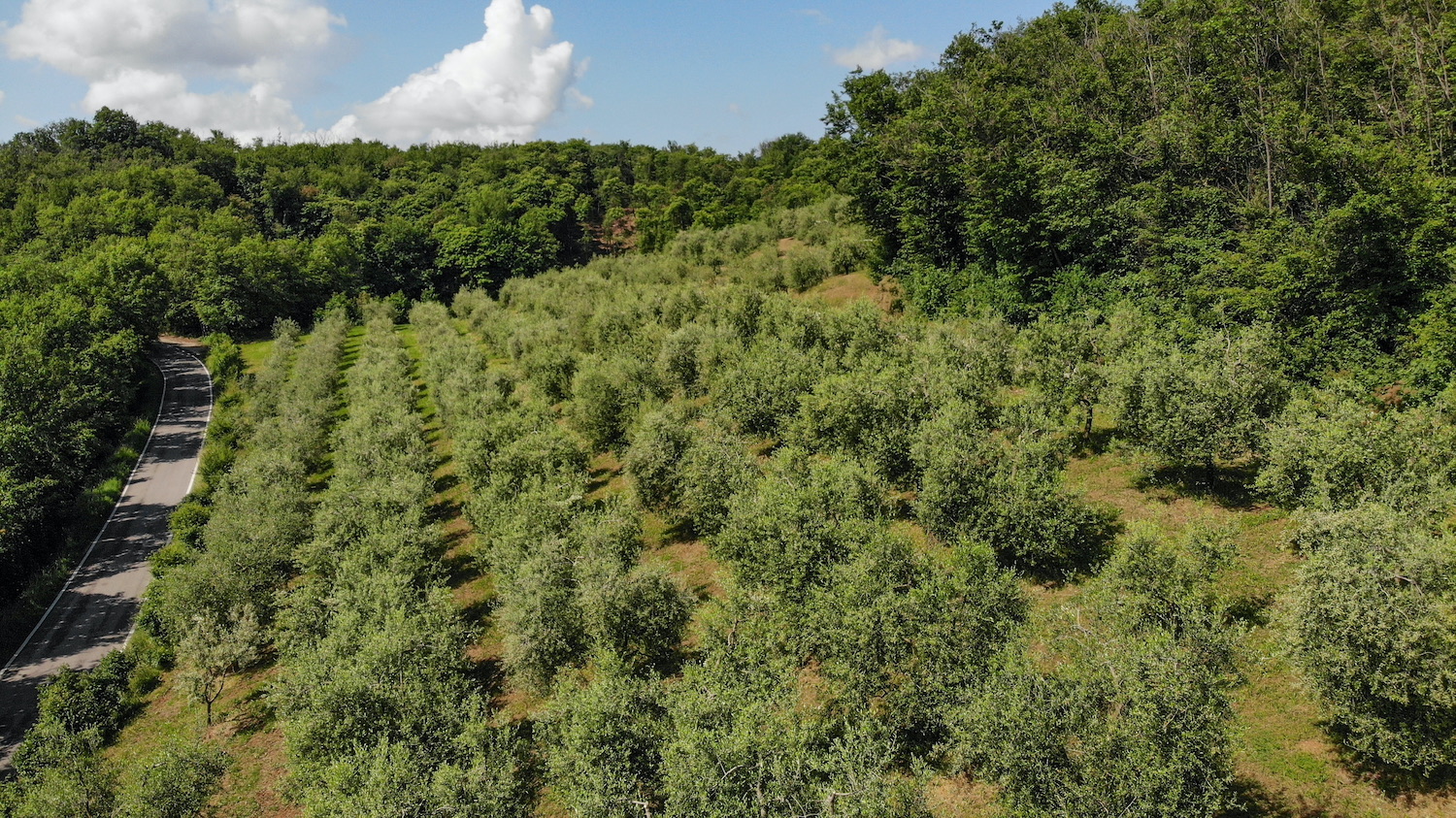 Degustazione olio e vino con passeggiata