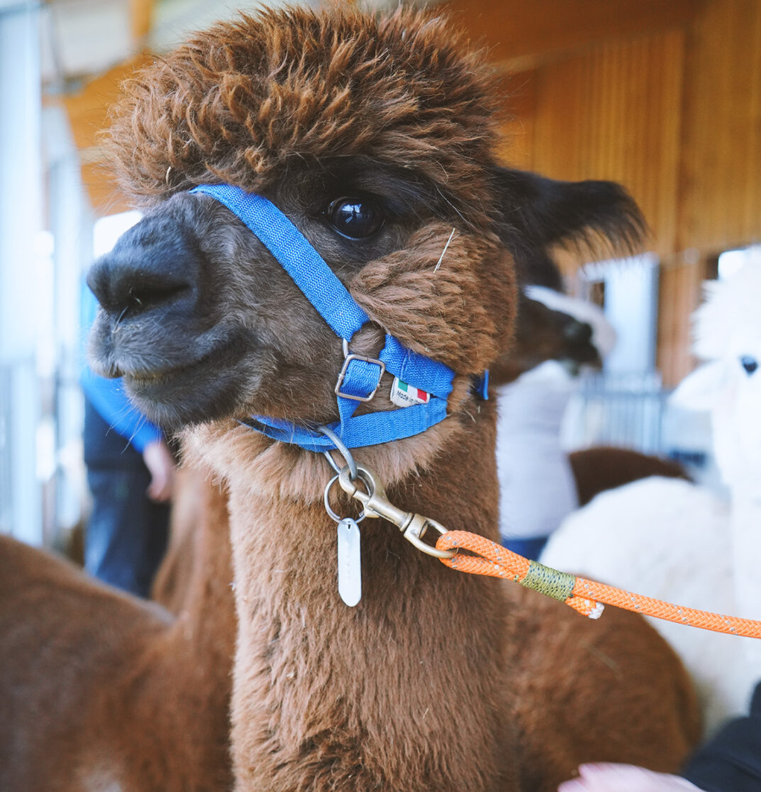 Fattoria Didattica A&Alpaca