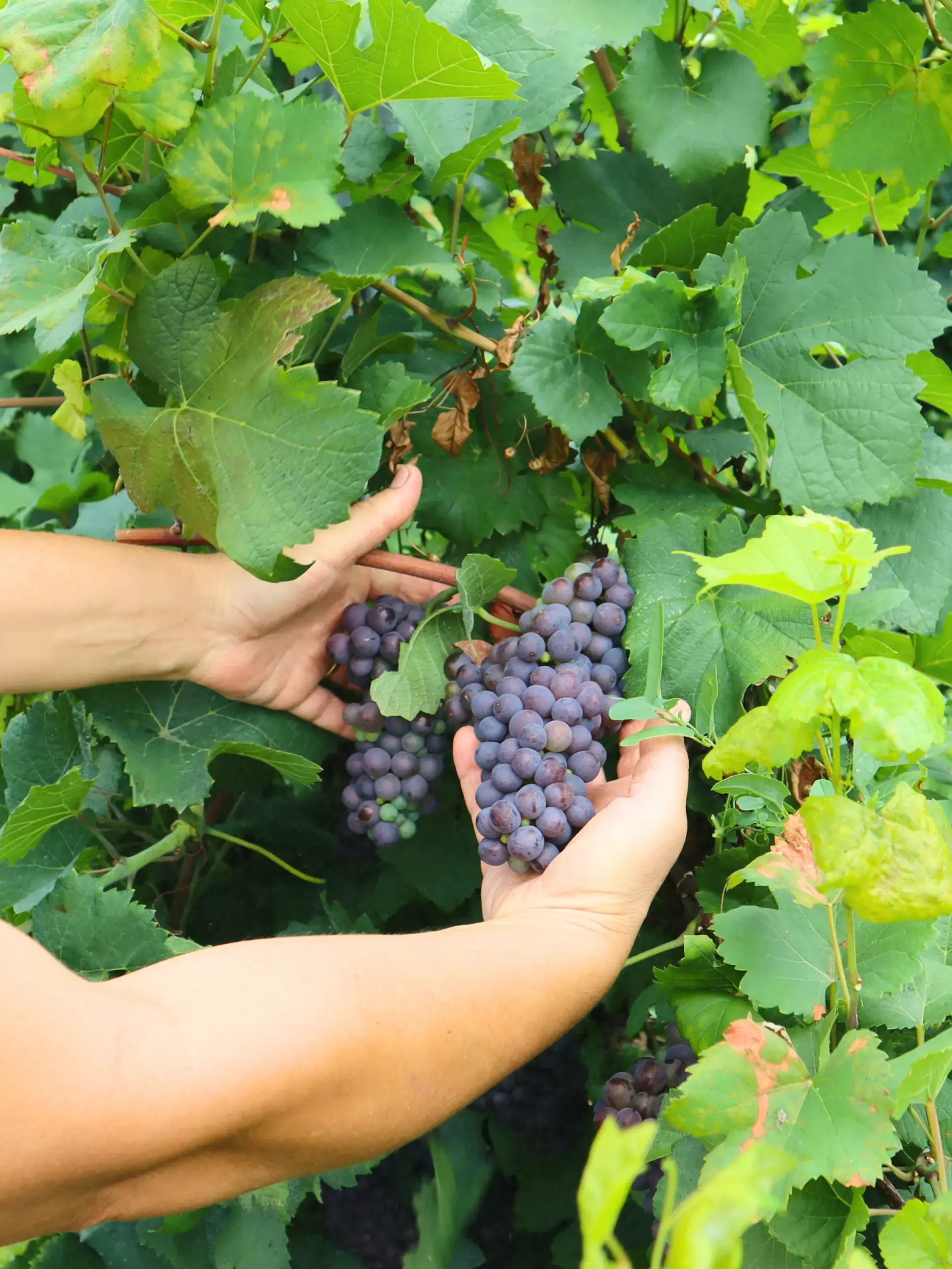 L’Abbraccio della Vigna
