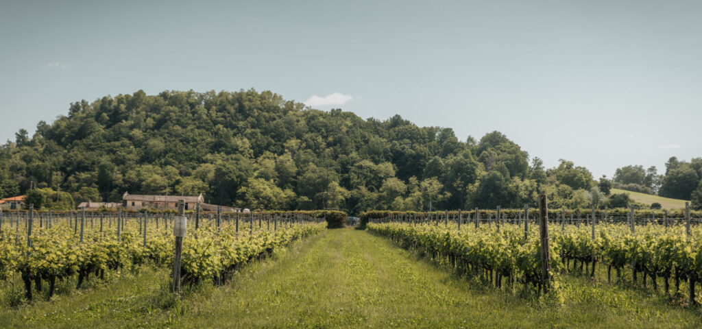 Le vie delle vigne: cantine e itinerari cicloturistici