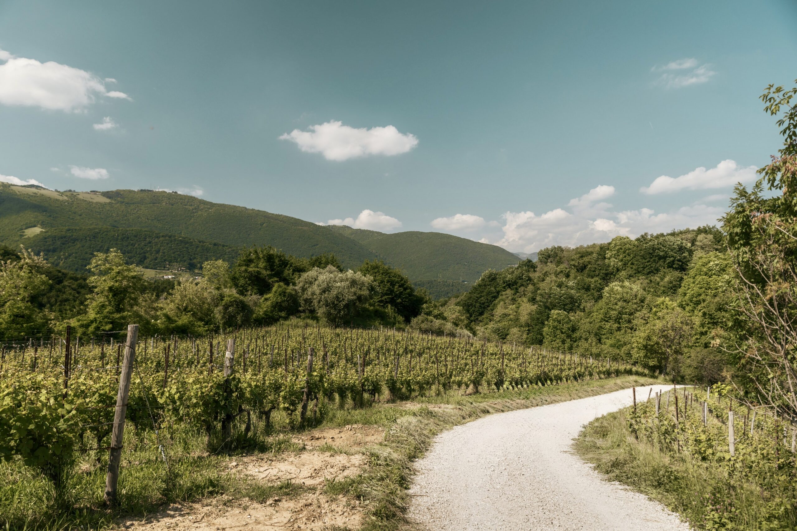 Le colline di Breganze tra vigneti panoramici, cantine storiche e degustazioni dei vini DOC del territorio