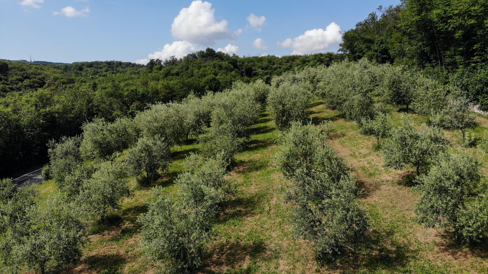 Degustazione olio con passeggiata