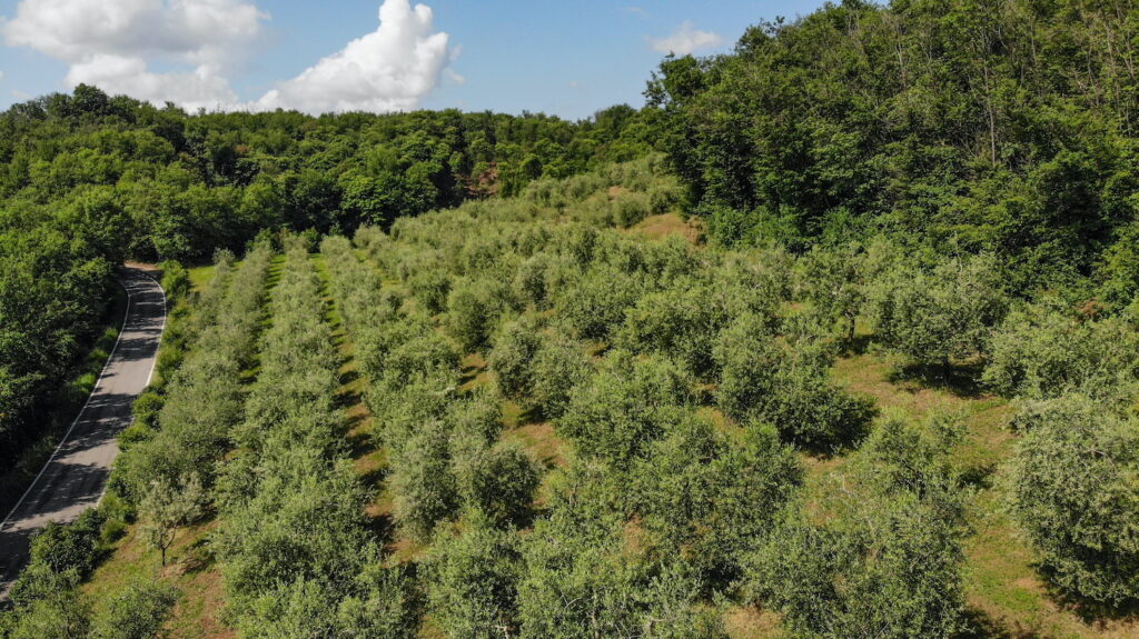 Degustazione olio con passeggiata
