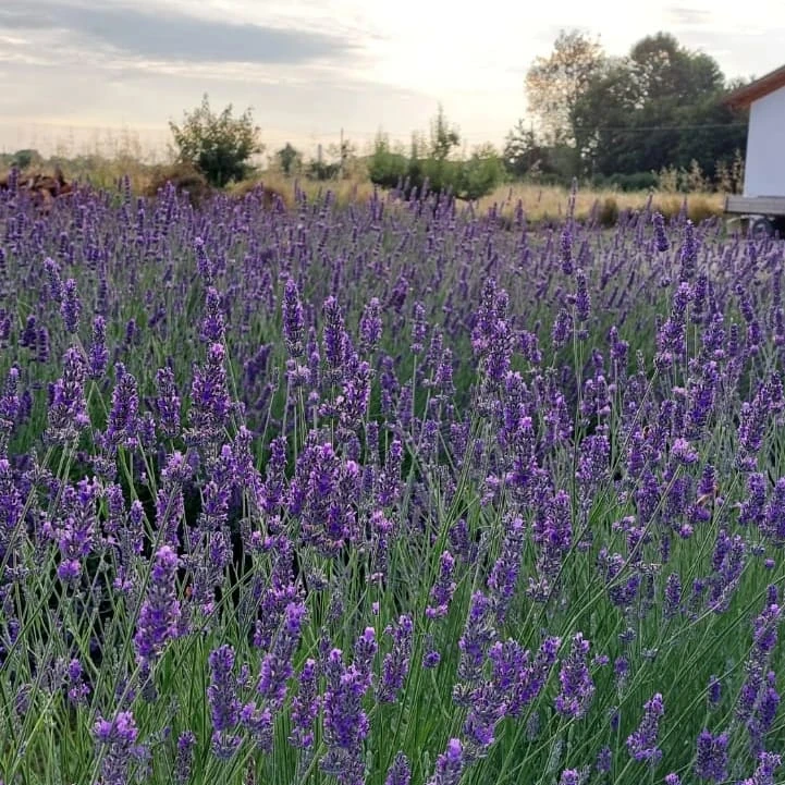 Un giorno viola in fattoria – Laboratori sensoriali e creativi dedicati alla lavanda
