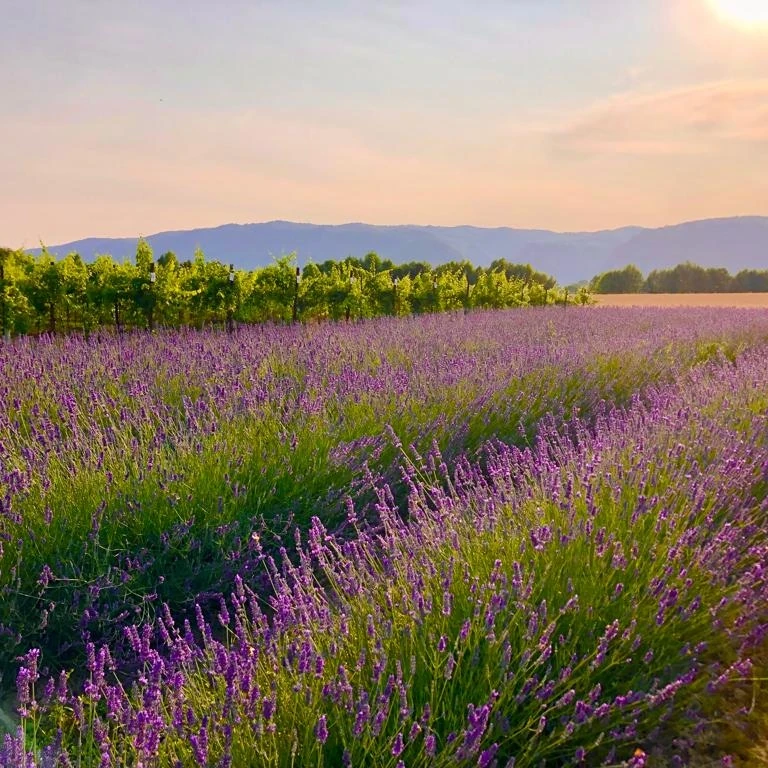 Un giorno viola in fattoria – Laboratori sensoriali e creativi dedicati alla lavanda
