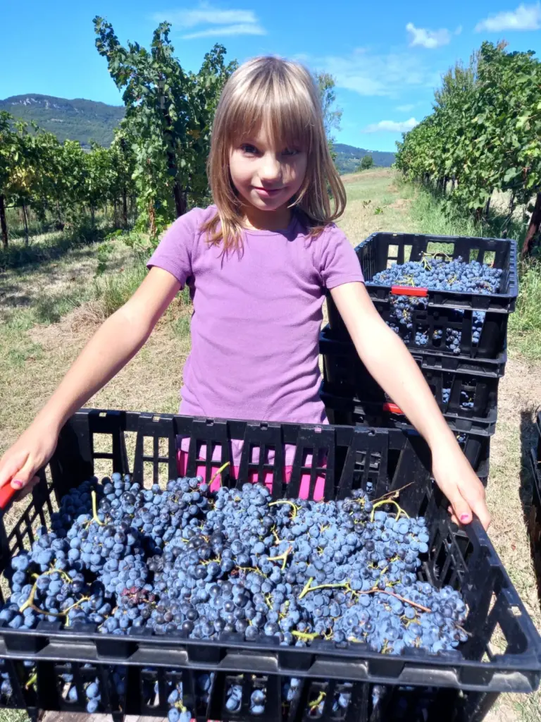 Tra i Filari al Tempo della Vendemmia – Harvest Experience