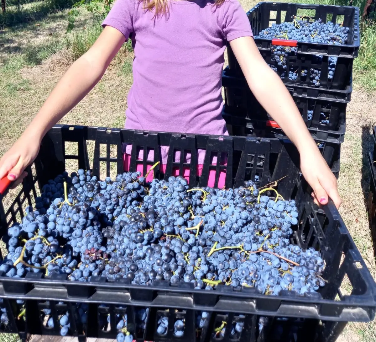 Tra i Filari al Tempo della Vendemmia – Harvest Experience