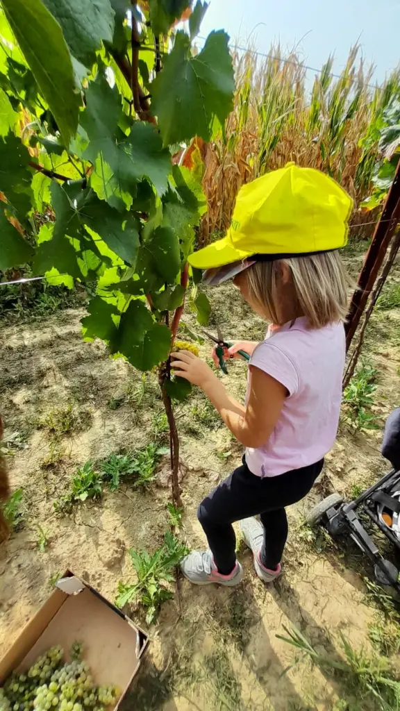 Tra i Filari al Tempo della Vendemmia – Harvest Experience
