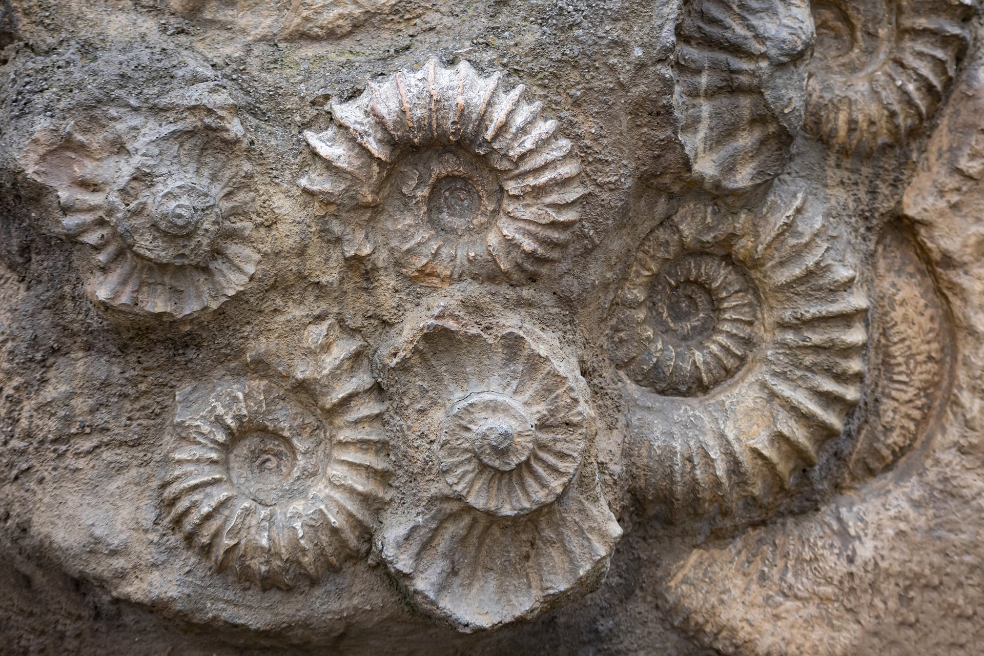 La valle del Chiampo e i fossili