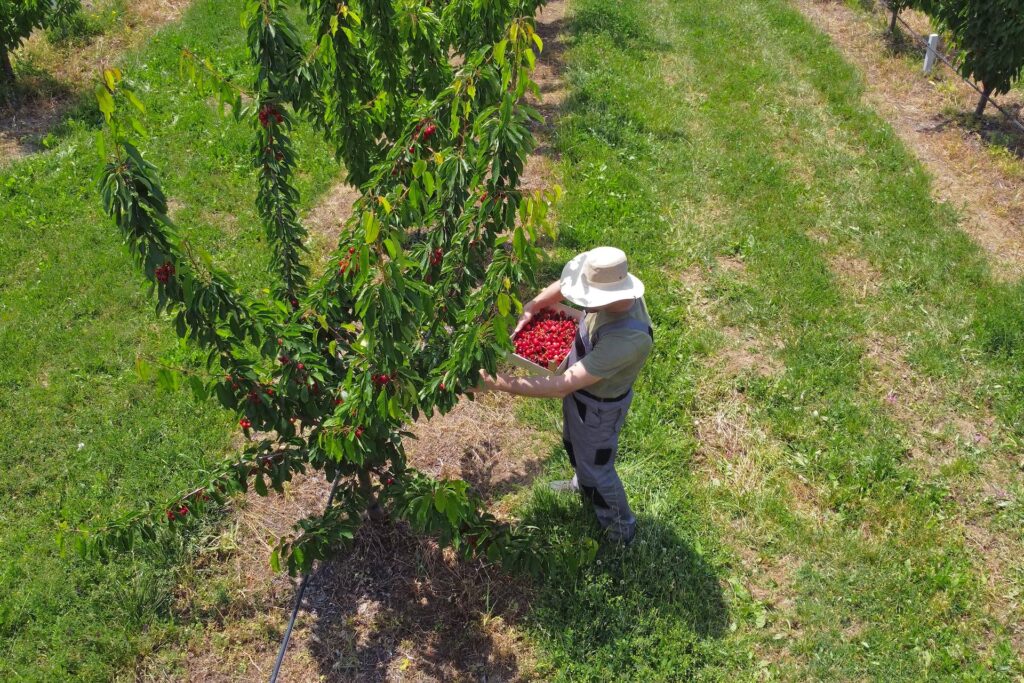 Le Aziende Agricole Vicentine: custodi del gusto e dell’ospitalità