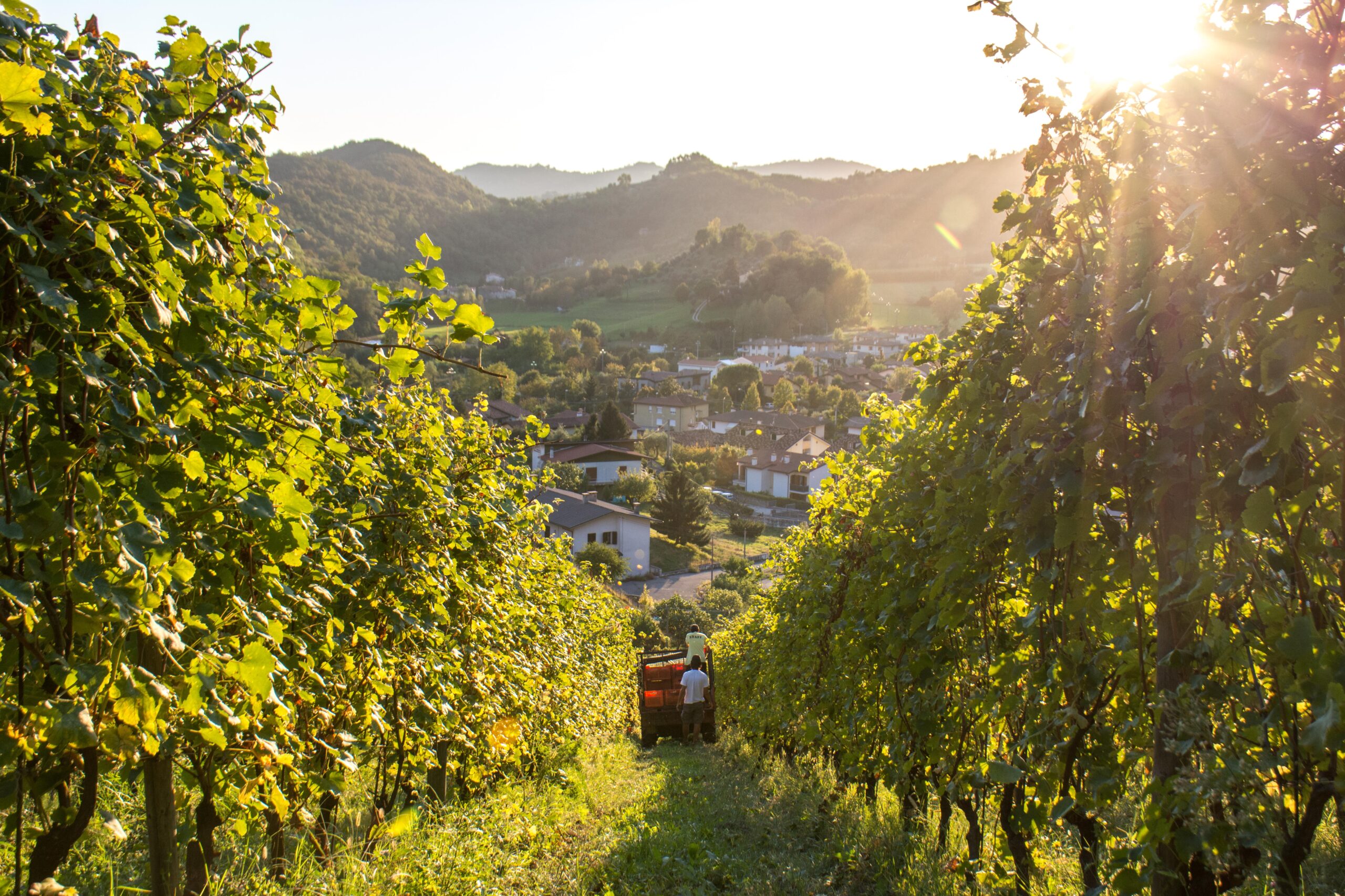 Vignaioli Contrà Soarda