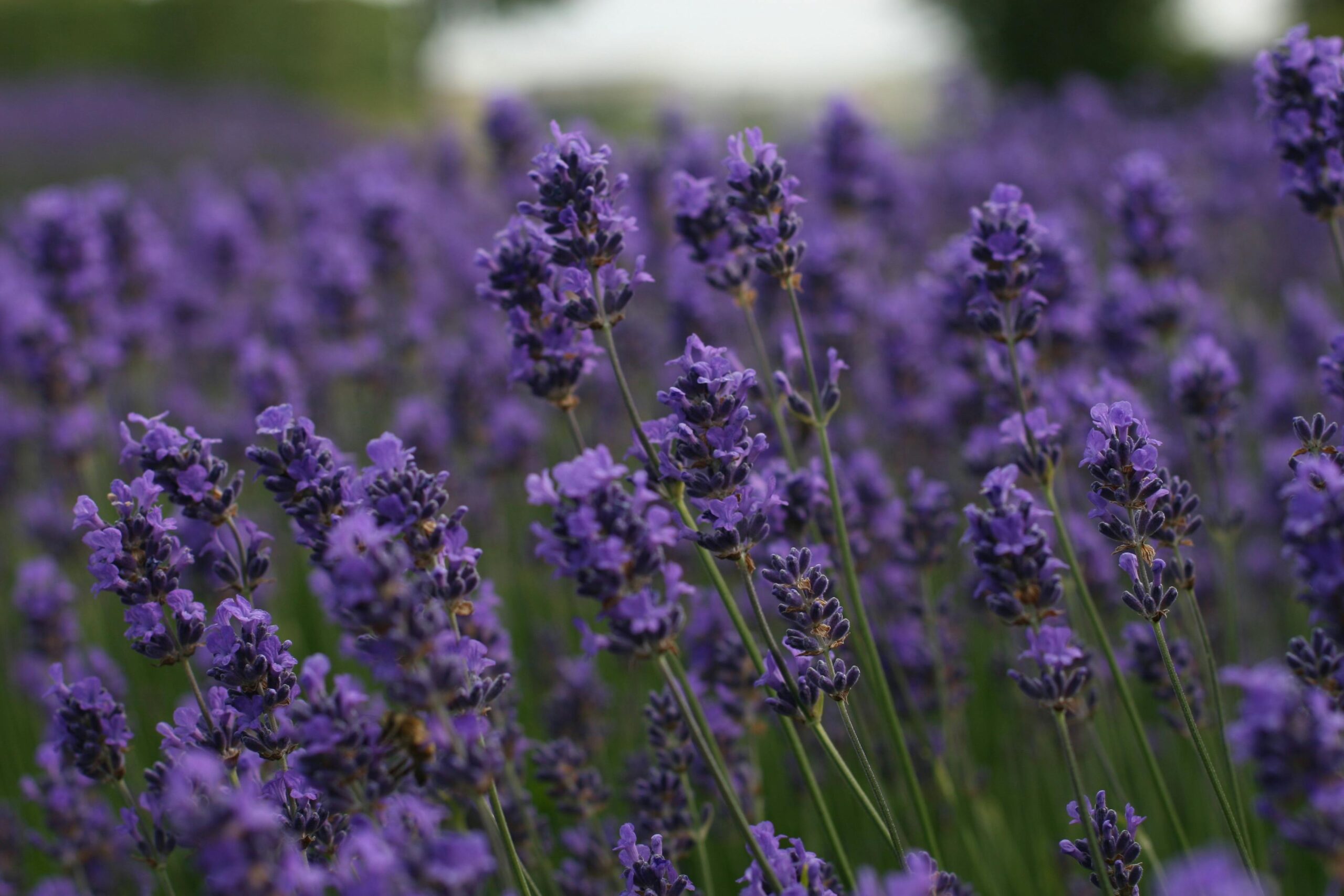 Un giorno viola in fattoria – Laboratori sensoriali e creativi dedicati alla lavanda