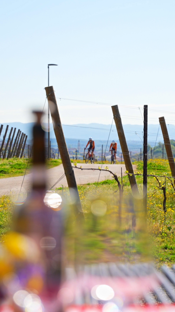 A cycling tour through the flavours