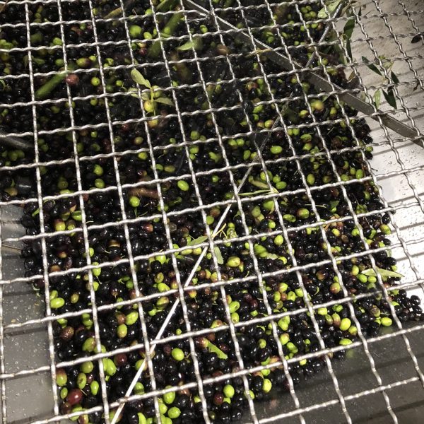 Viaggio nell’olio E.V.O. dei nostri Colli, tra tradizione e innovazione