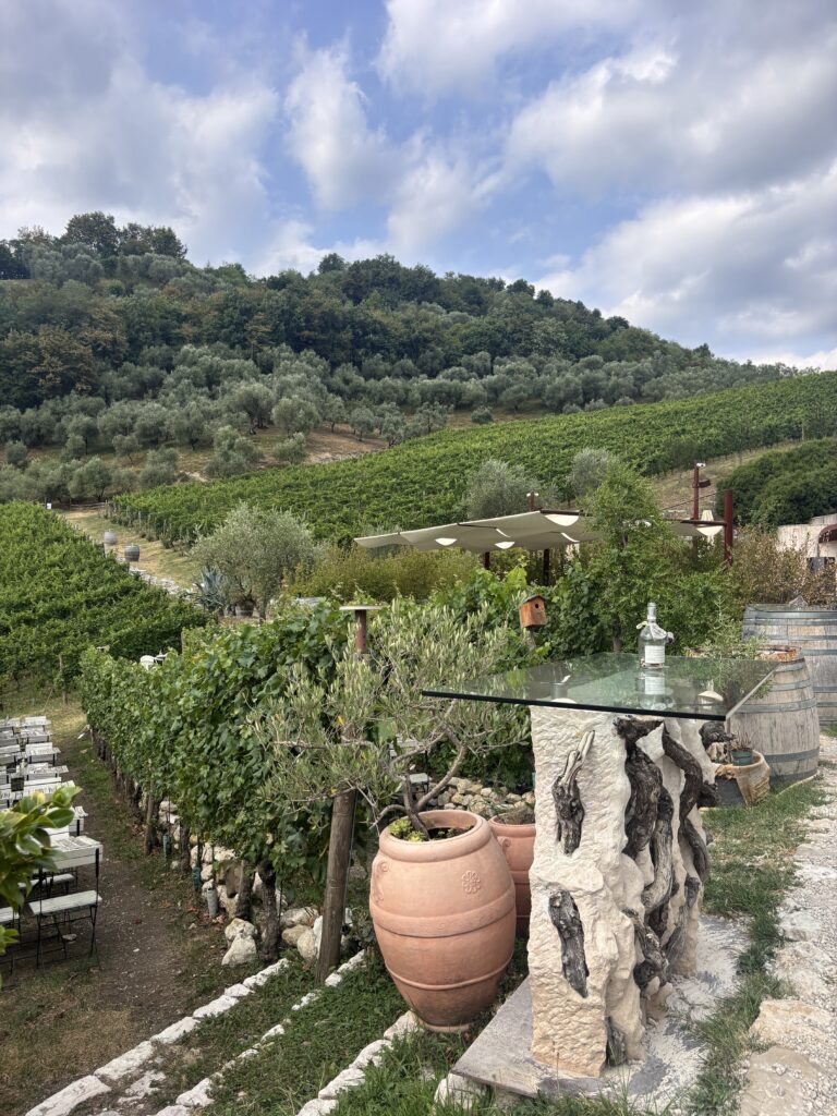 Degustazione e Visita in Cantina Biologica