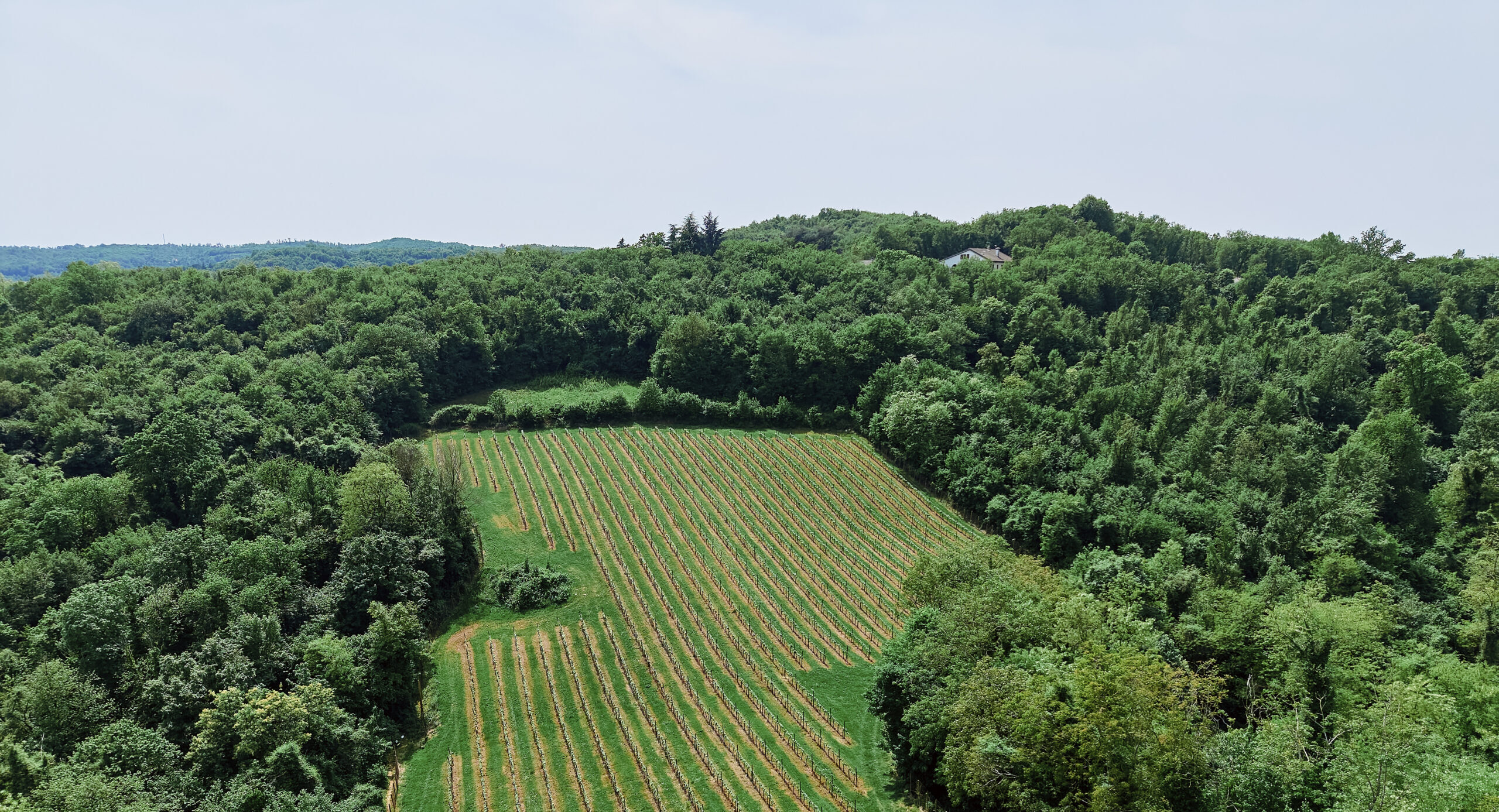 Azienda Agricola Le Vescovane