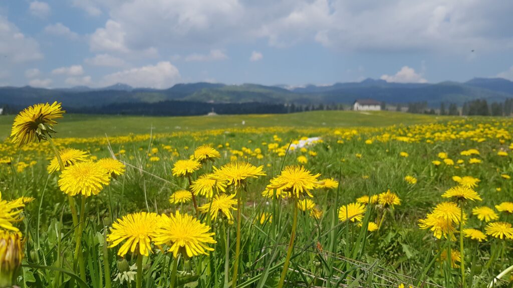 L’Altopiano delle Meraviglie