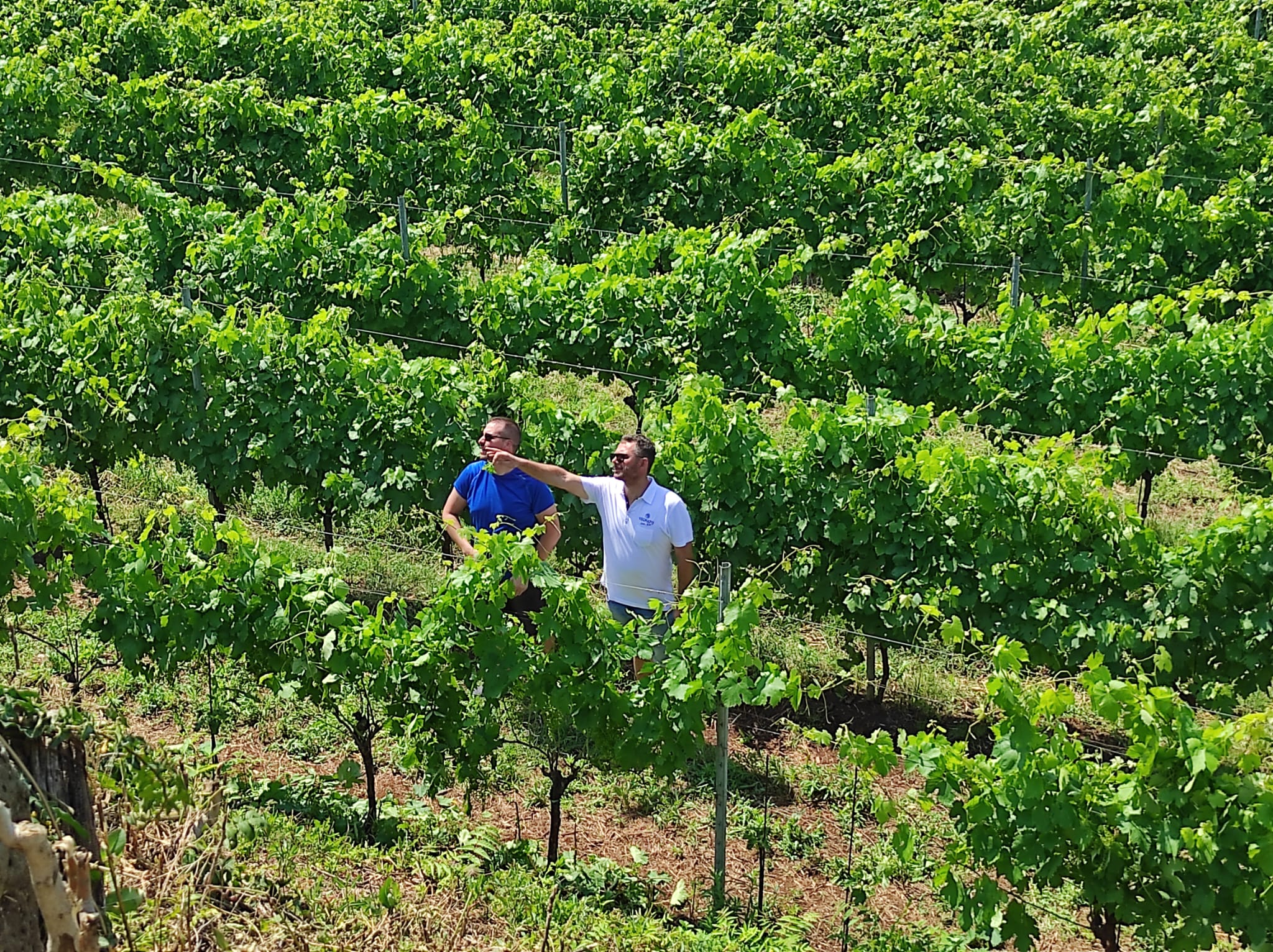 Adotta una vigna