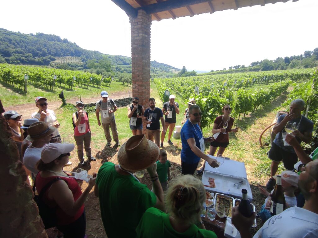 Adotta una vigna