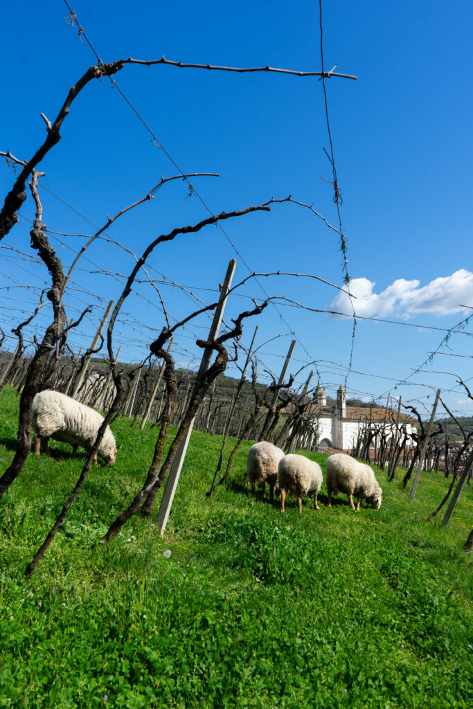 Terroir Experience