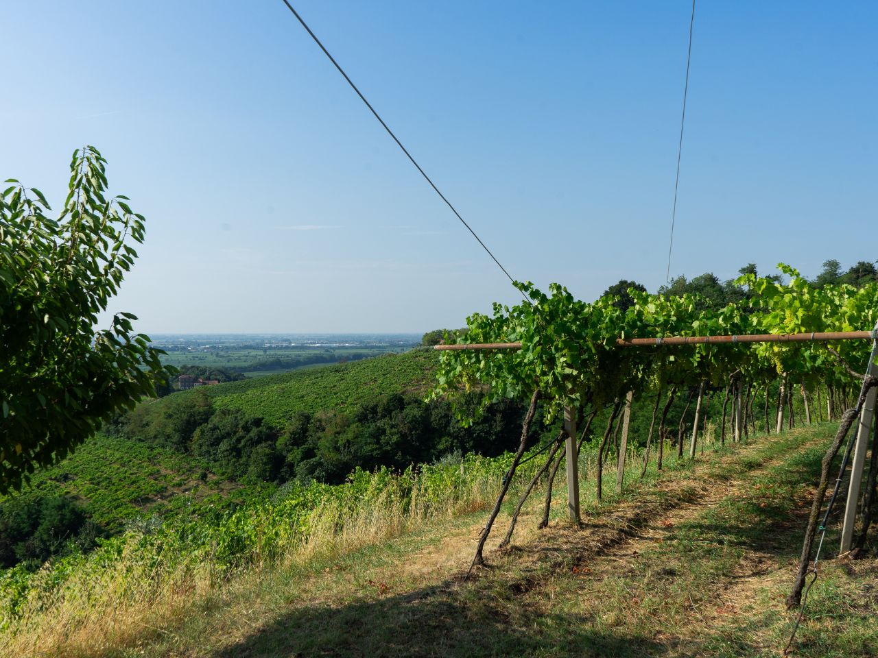 Azienda Agricola Giovanni Menti