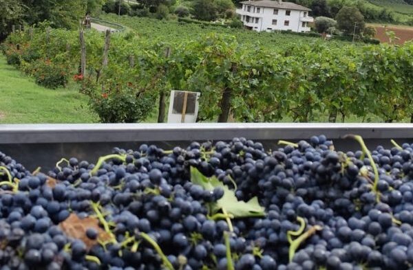I tesori di Barbarano Mossano