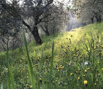 Nell’alta Valle del Gazzo, tra cave e olivi